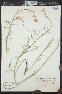 Sisymbrium linifolium image