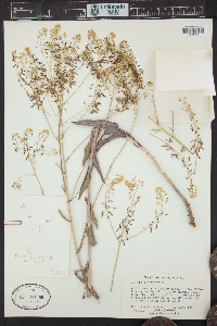 Isatis tinctoria image