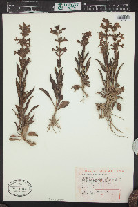 Penstemon albidus image