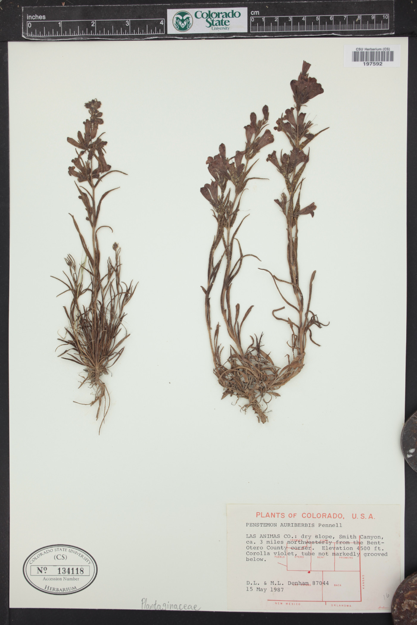 Penstemon auriberbis image