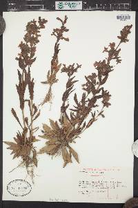 Penstemon albidus image