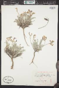 Astragalus missouriensis image