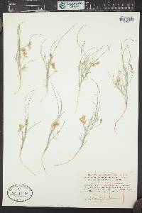 Astragalus ceramicus image