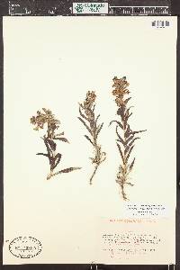 Image Associated With the Occurence