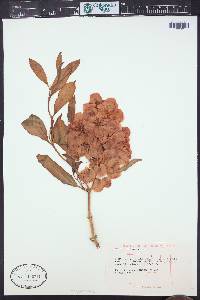 Rumex venosus image