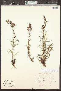 Penstemon unilateralis image