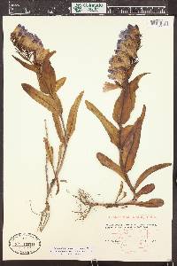 Penstemon glaber image