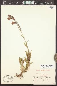 Penstemon strictus image