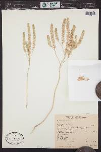 Lepidium densiflorum image