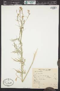 Sisymbrium altissimum image