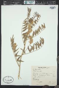 Glycyrrhiza lepidota image