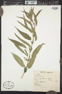 Urtica dioica image