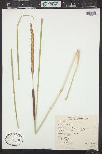 Typha angustifolia image