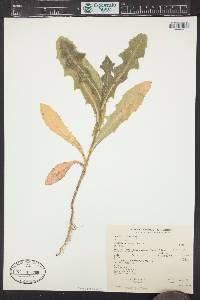 Sonchus oleraceus image