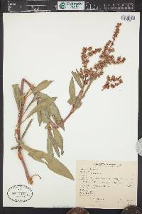 Rumex salicifolius image