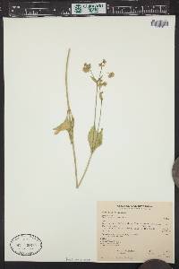 Mirabilis nyctaginea image