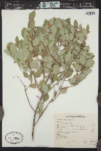 Symphoricarpos occidentalis image