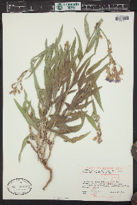 Lactuca tatarica var. pulchella image