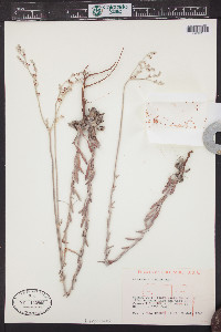 Eriogonum annuum image