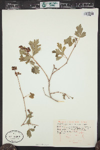 Rhus trilobata image