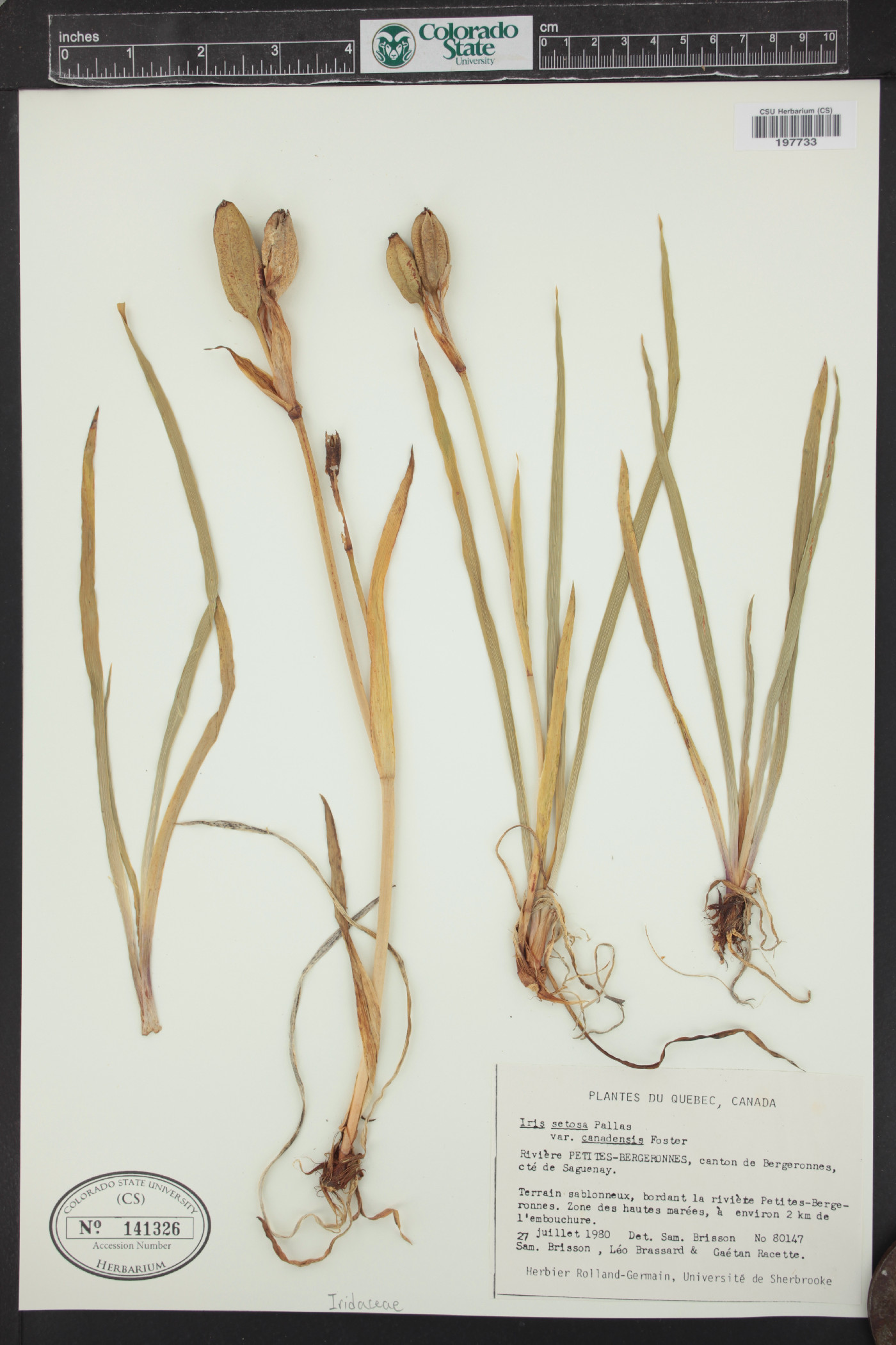 Iris setosa var. canadensis image