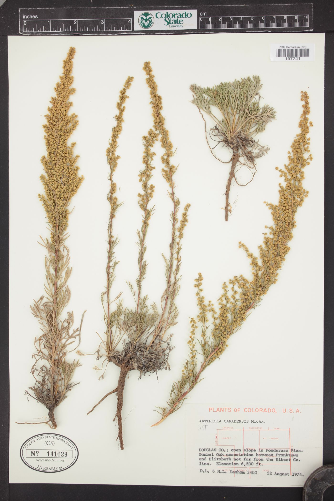 Artemisia canadensis image