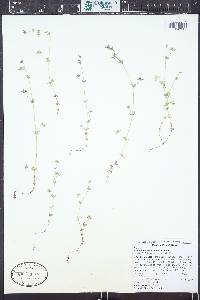 Sherardia arvensis image