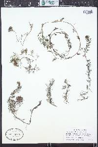 Myriophyllum spicatum image