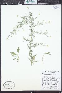 Symphyotrichum pilosum var. pilosum image