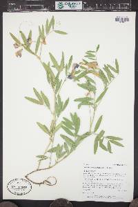 Lathyrus eucosmus image