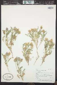 Astragalus agrestis image