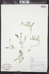 Astragalus alpinus image