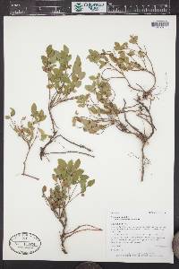 Vaccinium myrtillus var. oreophilum image