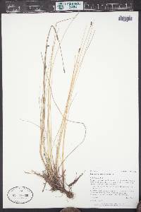 Eleocharis macrostachya image