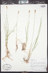 Carex siccata image