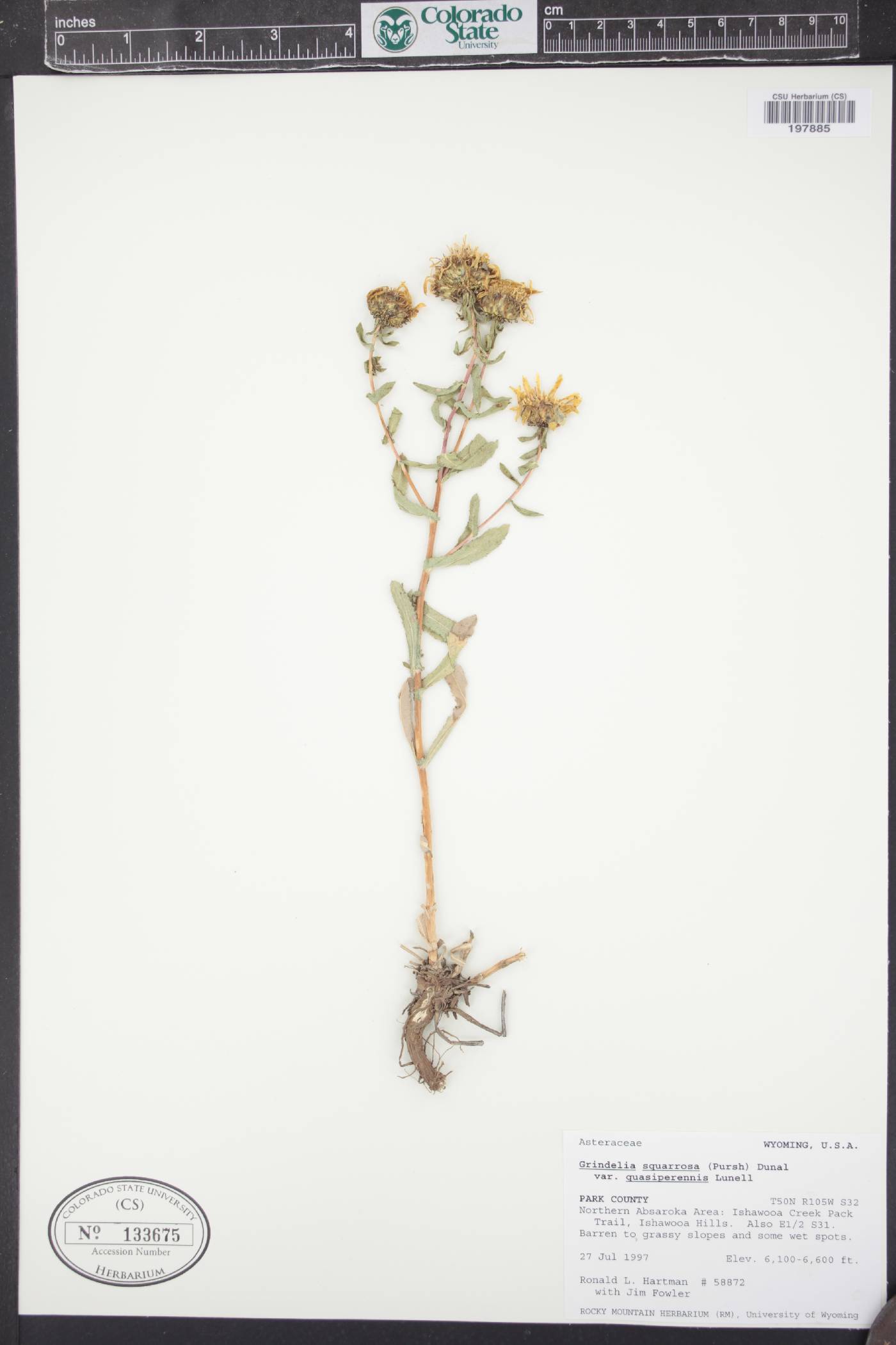 Grindelia squarrosa var. quasiperennis image