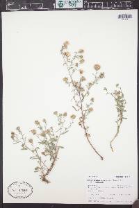 Dieteria canescens var. canescens image