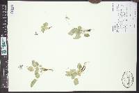 Viola adunca image