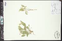 Viola praemorsa image
