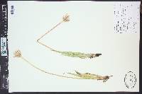 Agoseris glauca var. dasycephala image