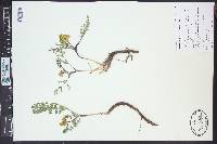 Cymopterus acaulis image