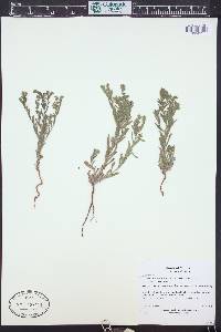 Lappula occidentalis var. occidentalis image