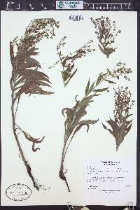 Hackelia floribunda image