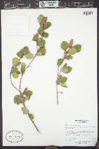 Betula occidentalis image