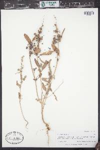 Atriplex rosea image