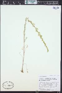Artemisia campestris image