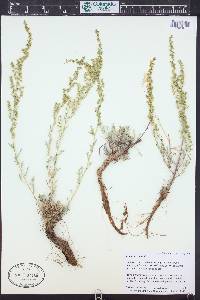Artemisia campestris image