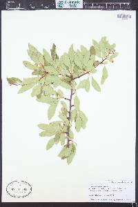 Crataegus saligna image