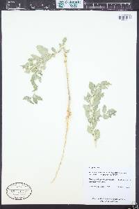 Atriplex rosea image