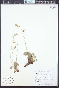 Heuchera parvifolia image